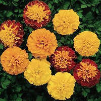 Marigold. Boy o Boy 80 seeds