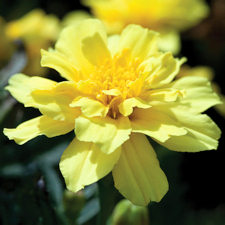 Marigold. Alumia Vanilla Cream 50 seeds