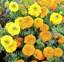 Marigold. Kushi mix 20 seeds