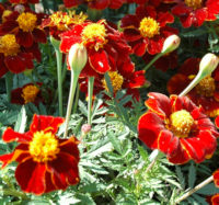 Marigold. Red Knight 50 seeds