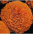 Marigold. Inca Mixed 30 seeds