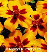 Marigold. Naughty Marietta 200 seeds