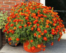 Marigold. Firebird 20 seeds