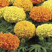 Marigold. Taishan Mixed 30 seeds
