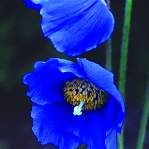 Meconopsis. lingholm 20 seeds