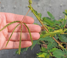 Mimosa. Touchy Tina Sensitive Plant 250 seeds