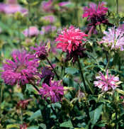 Monarda. Panorama Mixed 75 seeds
