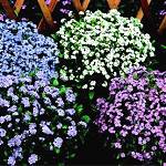 Myosotis. Victoria Mixed 250 seeds
