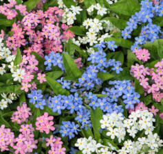 Myosotis. Mon Amie Mix 40 seeds