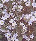 Myosotis. Victoria White 250 seeds