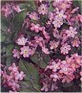 Myosotis. Victoria Rose 250 seeds