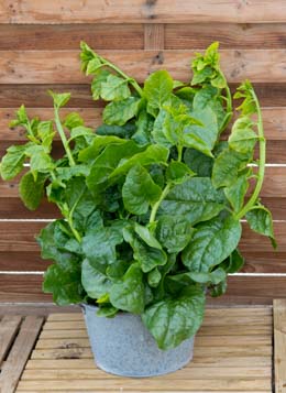 Malabar Spinach Green  50 seeds