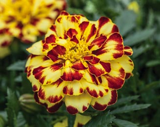 Marigold. Alumia Creme Brulee 50 seeds