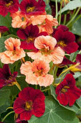 Nasturtium. Rumba 35 seeds