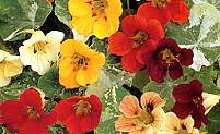 Nasturtium. Alaska 40 seeds
