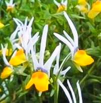 Nemesia. Masquerade 50 seeds