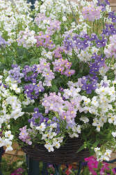 Nemesia. Poetry Mix 25 seeds