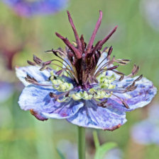Nigella. Delft Blue 300 seeds