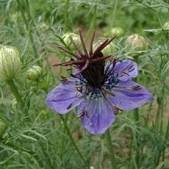 Nigella. Hispanica 400 seeds