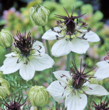 Nigella. African Bride 300 seeds