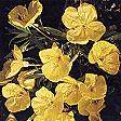 Evening Primrose. Oenothera missouriensis 40 seeds