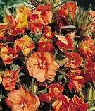 Evening Primrose. Sunset Boulevard 150 seeds