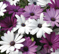 Osteospermum. F1 Akila Berries and Cream 10 seeds