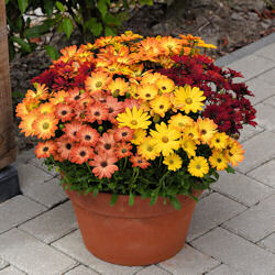 Osteospermum. F1 Akila Sunset Shades 10 seeds