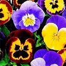 Pansy. Joker Series Mixed 40 seeds