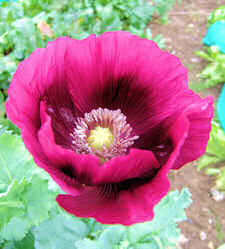 Papaver. Poppy Somniferum Lauren\'s Grape 1000s