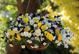 Pansy. Cool Wave Mixed 20 seeds