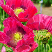 Papaver. Poppy somniferum Hens and Chickens 600 seeds