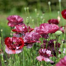 Papaver. Poppy Rhoeas Pandora 500 seeds