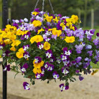 Pansy. Freefall Mixed 20 seeds