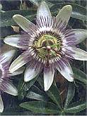 Passion Flower. Passiflora Caerulea 40 seeds