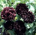 Papaver. Poppy Somniferum Black Peony 750 seeds