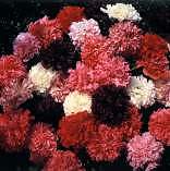 Papaver. Poppy Peony Flowered Mixed 500 seeds