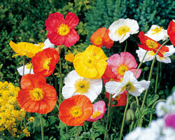 Papaver. Poppy Nudicaule Spring Fever Mixed 30 seeds