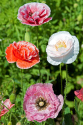 Papaver. Poppy Rhoeas Dawn Chorus 600 seeds