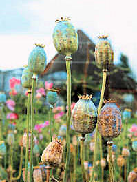 Papaver. Poppy Somniferum The Giant 600 seeds