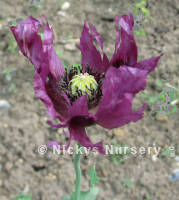 Papaver. Poppy Somniferum Pepperbox 600 seeds