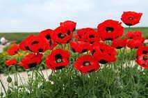 Papaver. Poppy Ladybird 1000 seeds
