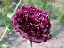 Papaver. Poppy Somniferum Black Widow 750 seeds