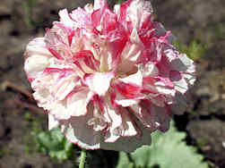 Papaver. Poppy Somniferum Berries & Cream 750 seeds