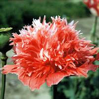 Papaver. Poppy Laciniatum Pink Bicolour 1000 seeds