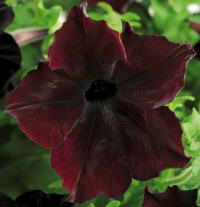 Petunia. Sophistica Blackberry 10 pellets