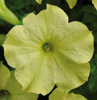 Petunia. Sophistica Lime Green 10 pellets