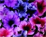 Petunia. Daddy Series Mixed 40 pellets