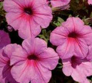 Petunia. Easy Wave Bubblegum 10 pellets