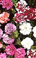Petunia. Double Duo Mixed 45 pellets